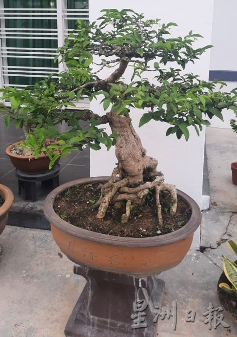 柔:今日面谱(7月20日刊):摆弄盆景,郑富威享受平静、疗愈的过程