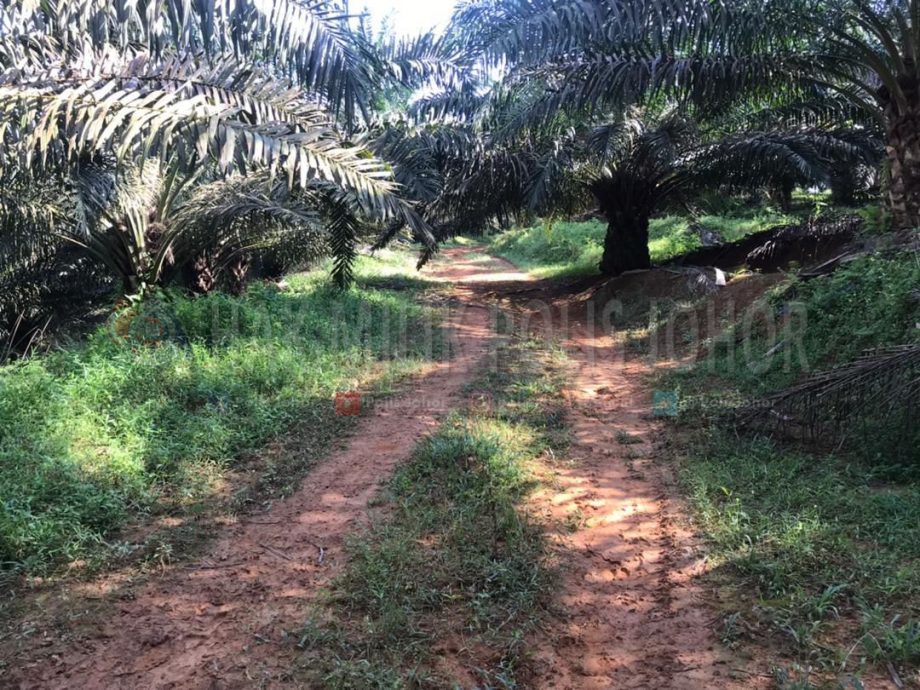 柔:新闻:油棕园巡逻发现迫击炮,柔警拆弹小组当场拆毁