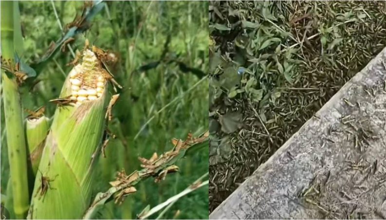 湖南遇10年来最严重蝗灾! 3.6万亩土地、林地受害