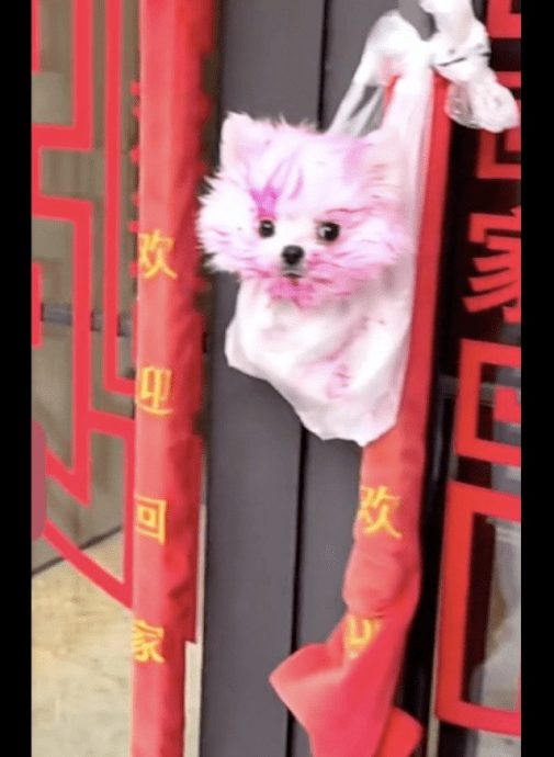 狗狗偷吃邻居火龙果被抓 怕主人罚装无辜惹网爆笑