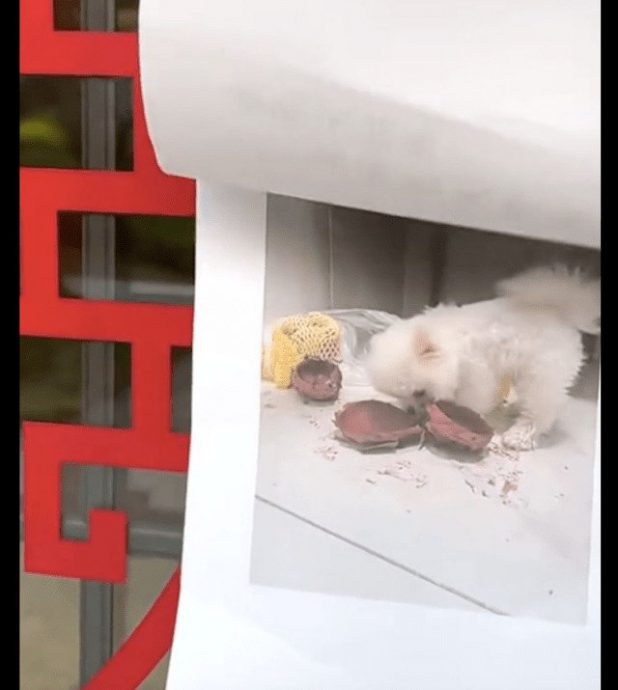 狗狗偷吃邻居火龙果被抓 怕主人罚装无辜惹网爆笑