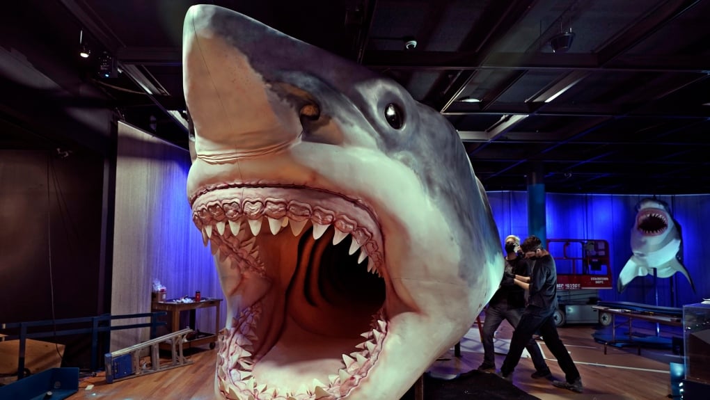 研究:巨齿鲨是恒温动物　成灭绝原因