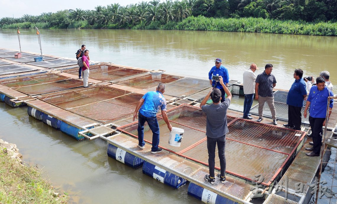 祖卡菲里：淡水鱼苗需求高 政府设目标每年提高10%至15%的鱼苗出产量