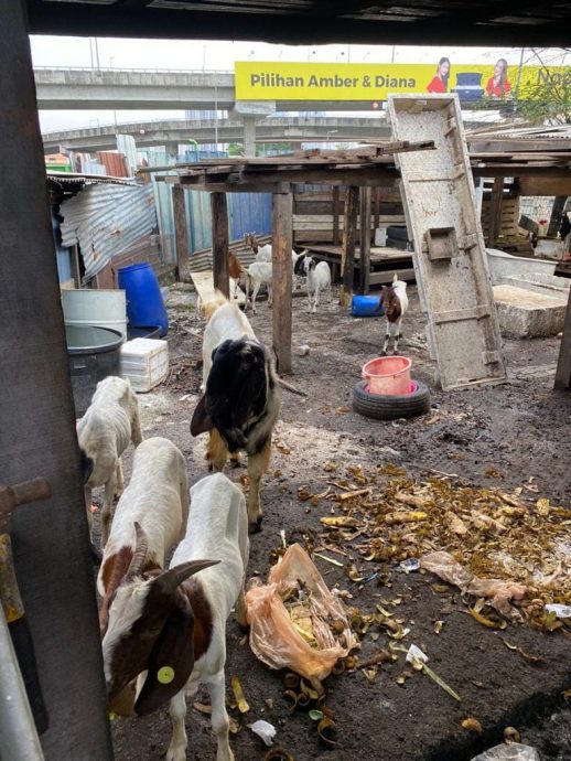 空地非法养羊充公 饲主接“三万”清空地段