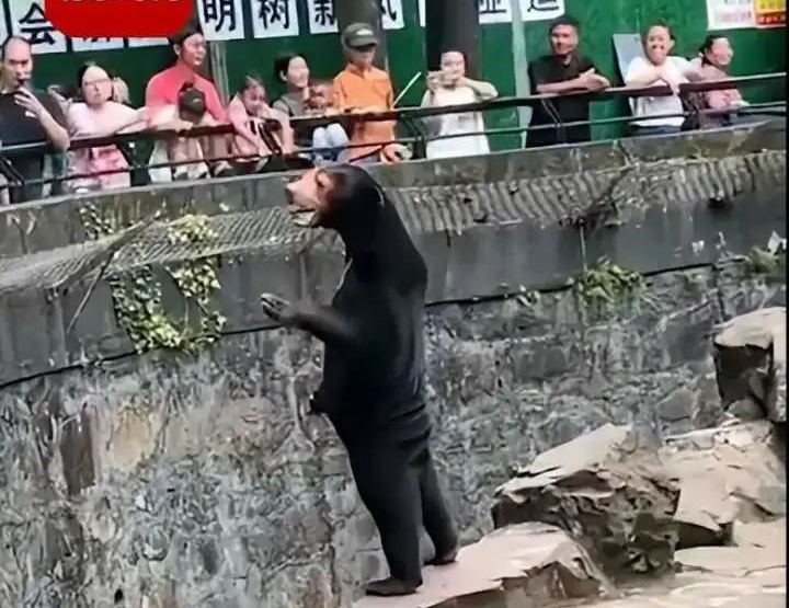 站立马来熊遭疑人扮的！园方：坚持不了几分钟