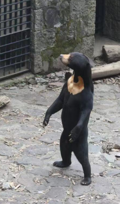 站立马来熊遭疑人扮的！园方：坚持不了几分钟