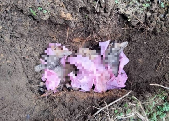 网民怒斥扔猫到巴刹 “这等同送它们去死”