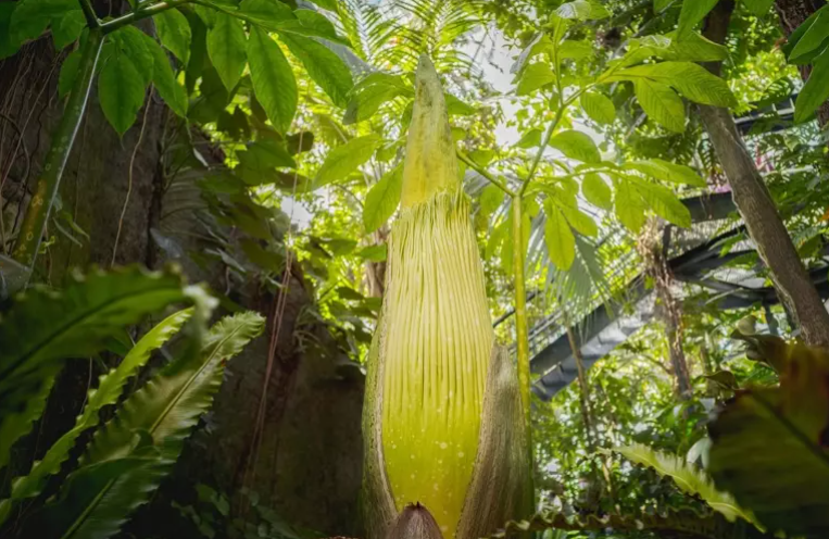 美“尸香魔芋”时隔4年再开花 奇臭无比全球只剩几百株