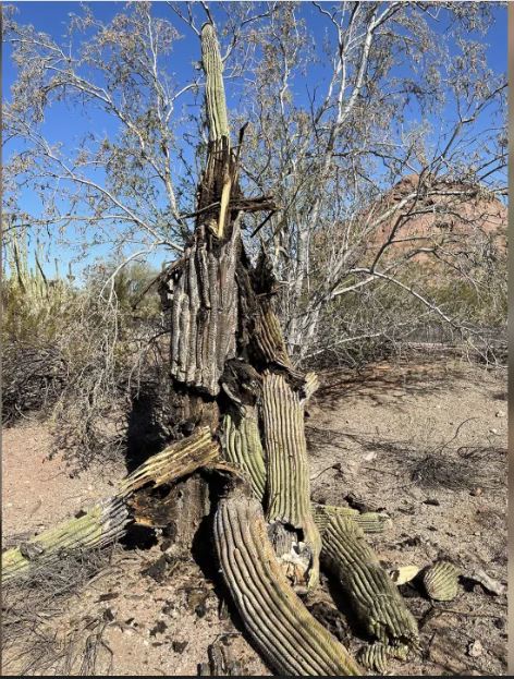 美仙人掌不敌高温 内部腐烂枯死