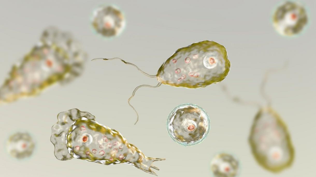 美国2岁男童泡温泉 感染食脑变形虫身亡