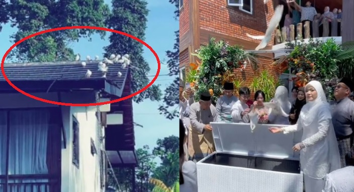  视频|婚礼放50白鸽制造浪漫  “现在赶不走还处处鸟屎！”