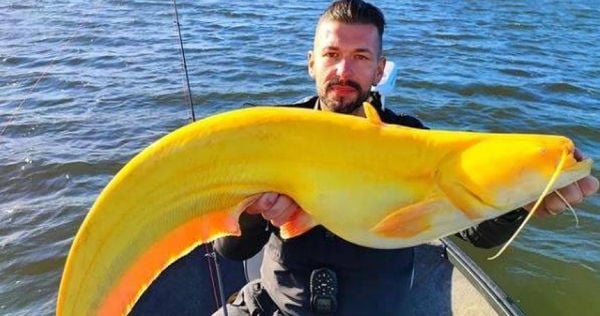 身长119公分!他钓到“金黄巨鲶”吓坏 专家揭诡异模样:基因突变