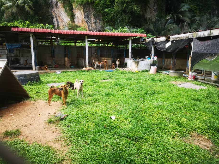 霹：封底头／宋伟钊：动物庇护所靠民众捐助苦撑 盼政府体恤困境