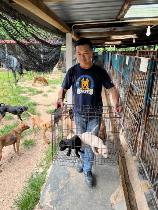 霹：封底头／宋伟钊：动物庇护所靠民众捐助苦撑 盼政府体恤困境