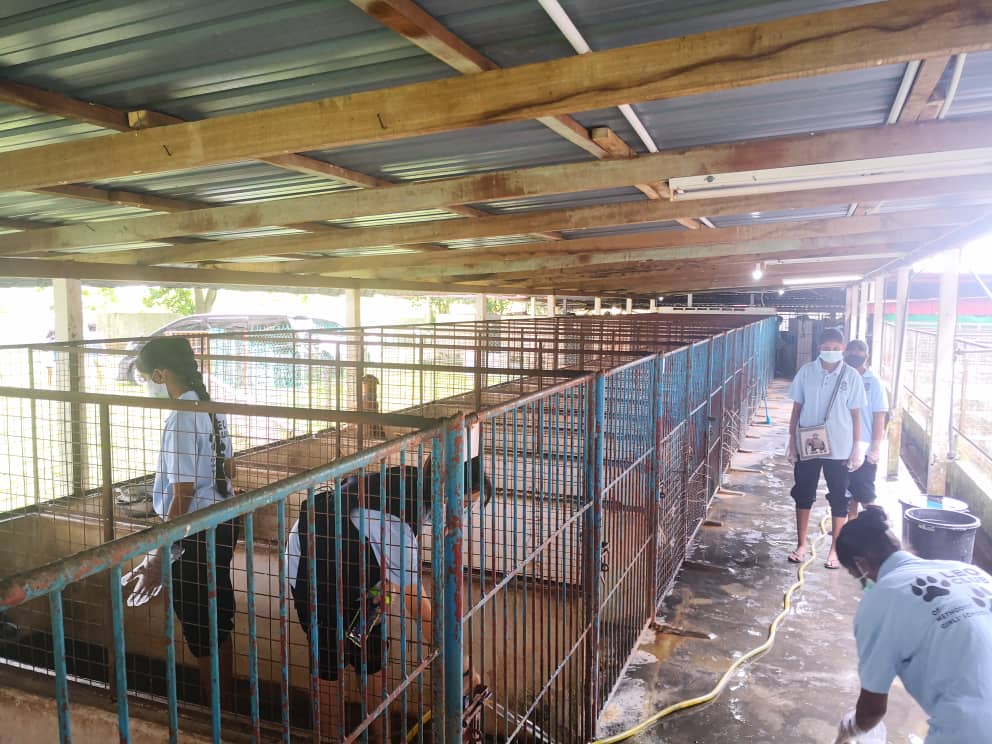 霹：封底头／宋伟钊：动物庇护所靠民众捐助苦撑 盼政府体恤困境