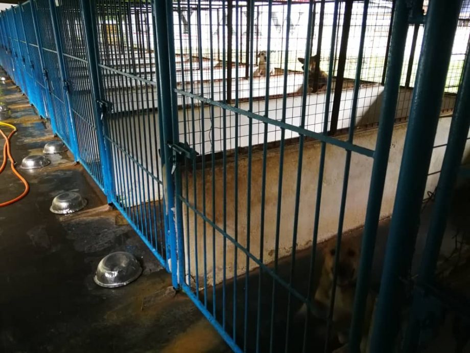 霹：封底头／宋伟钊：动物庇护所靠民众捐助苦撑 盼政府体恤困境