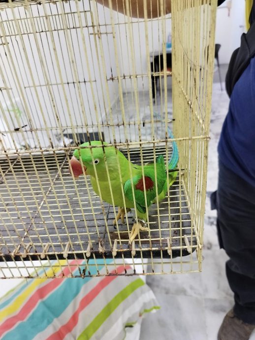 鹦鹉无故飞入屋  屋主求助巴占义消队