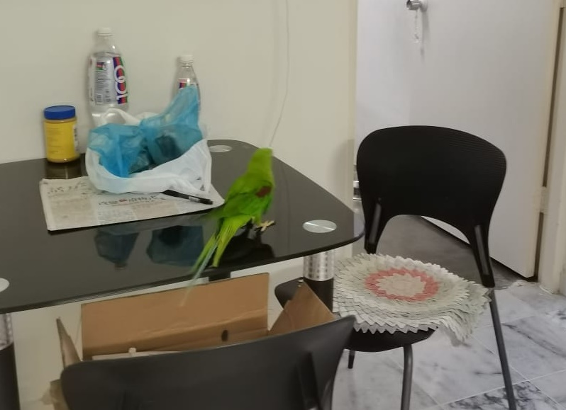 鹦鹉无故飞入屋  屋主求助巴占义消队