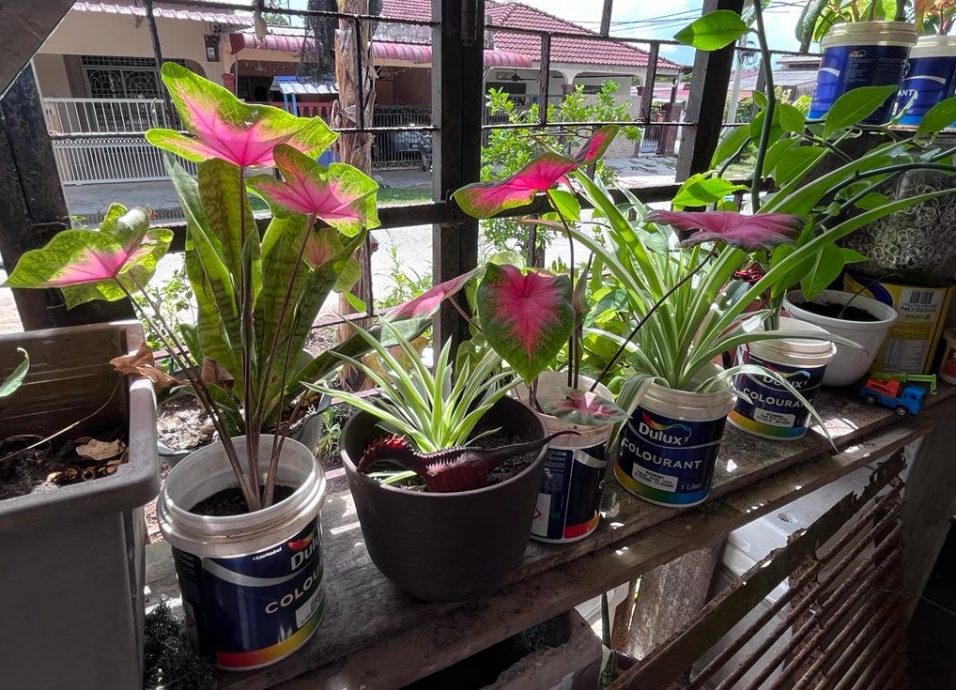 (23/7)有故事的人 ——花卉中找寻生命喜悦与满足感