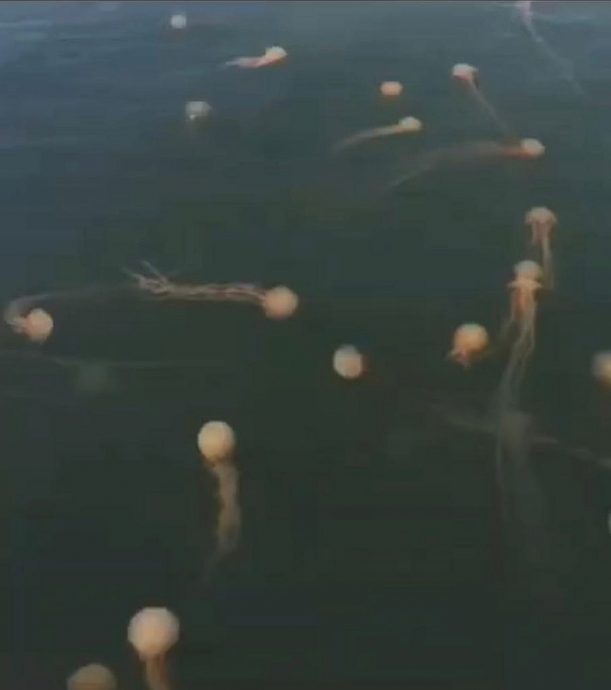 (古城封面主文)吉里望涌现成群水母及大魟鱼?渔夫直呼不可能!