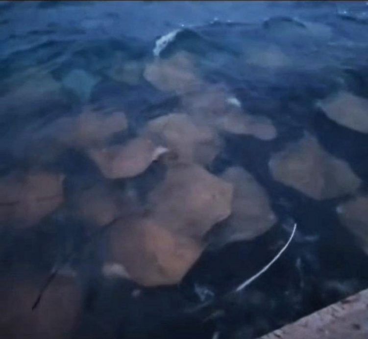 (古城封面主文)吉里望涌现成群水母及大魟鱼?渔夫直呼不可能!