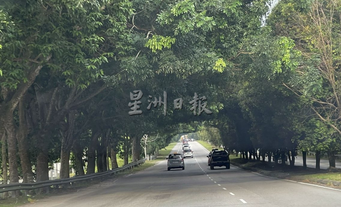 大树枝桠横跨路面成隧道·AMJ大道如弃婴