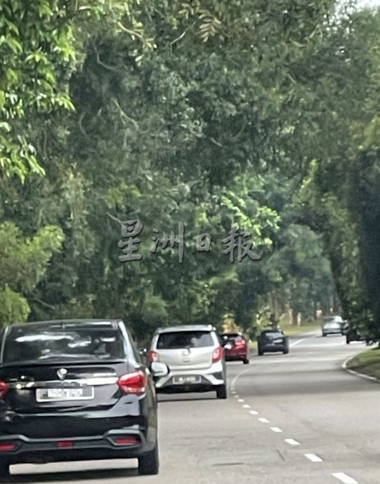 大树枝桠横跨路面成隧道·AMJ大道如弃婴