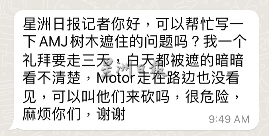 大树枝桠横跨路面成隧道·AMJ大道如弃婴