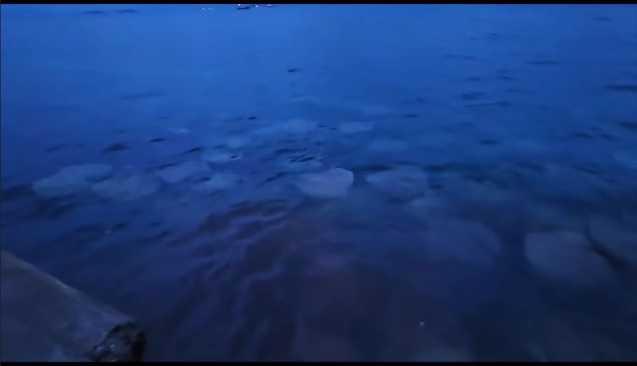 （古城第七版主文）甲海边现魔鬼鱼？ 刘志俍：不确定地点 浮现或因受干扰