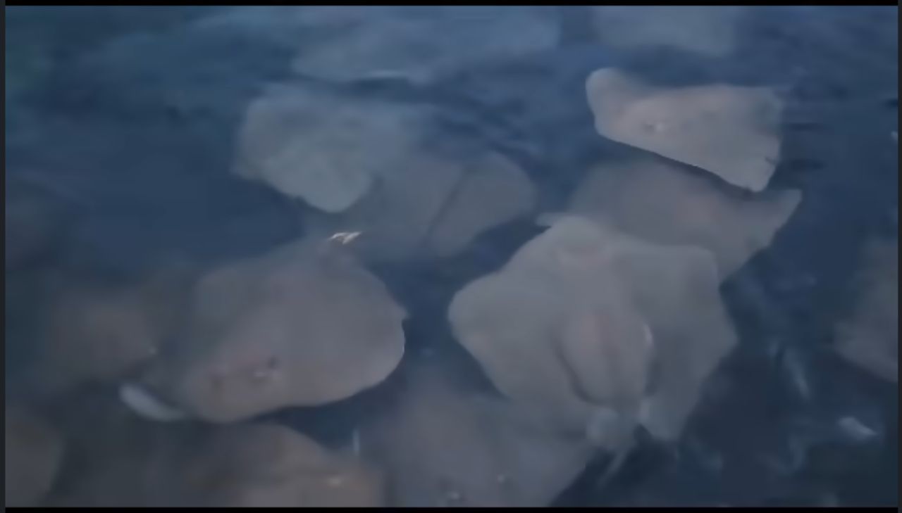 （古城第七版主文）甲海边现魔鬼鱼？ 刘志俍：不确定地点 浮现或因受干扰