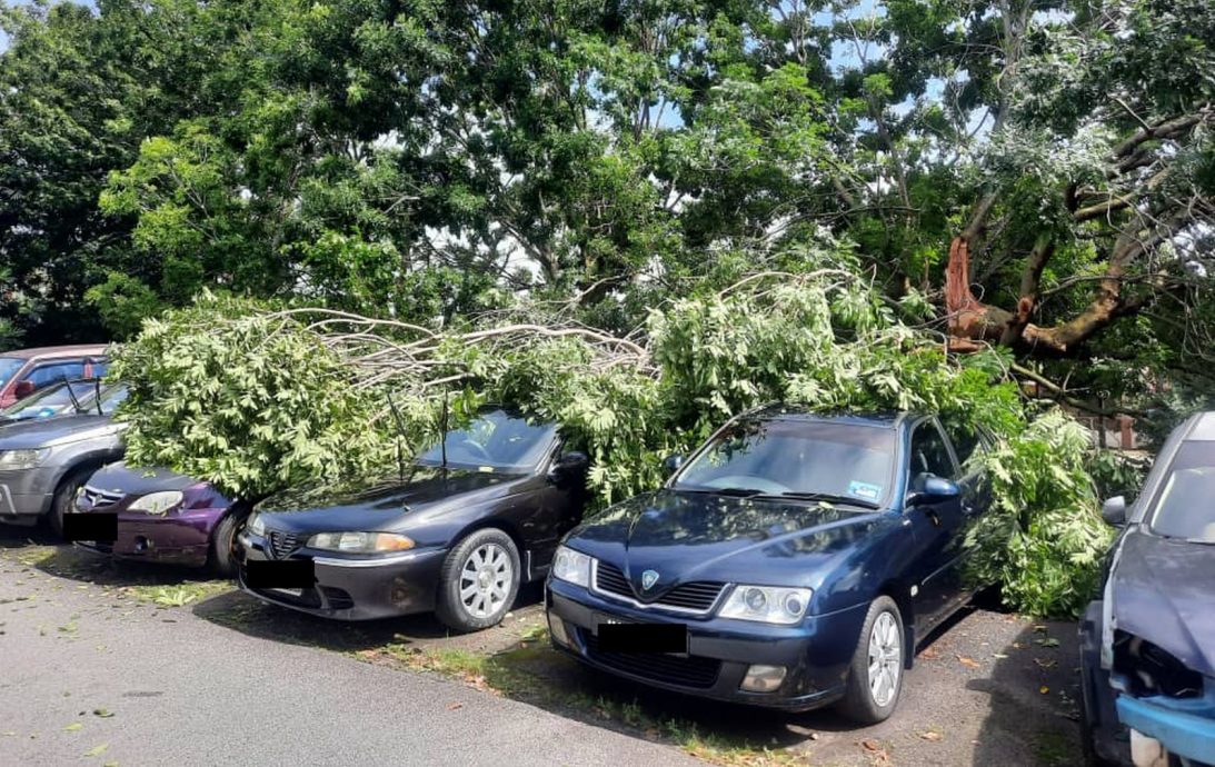 (古城第三版主文)武吉波浪大树倒下,压4车