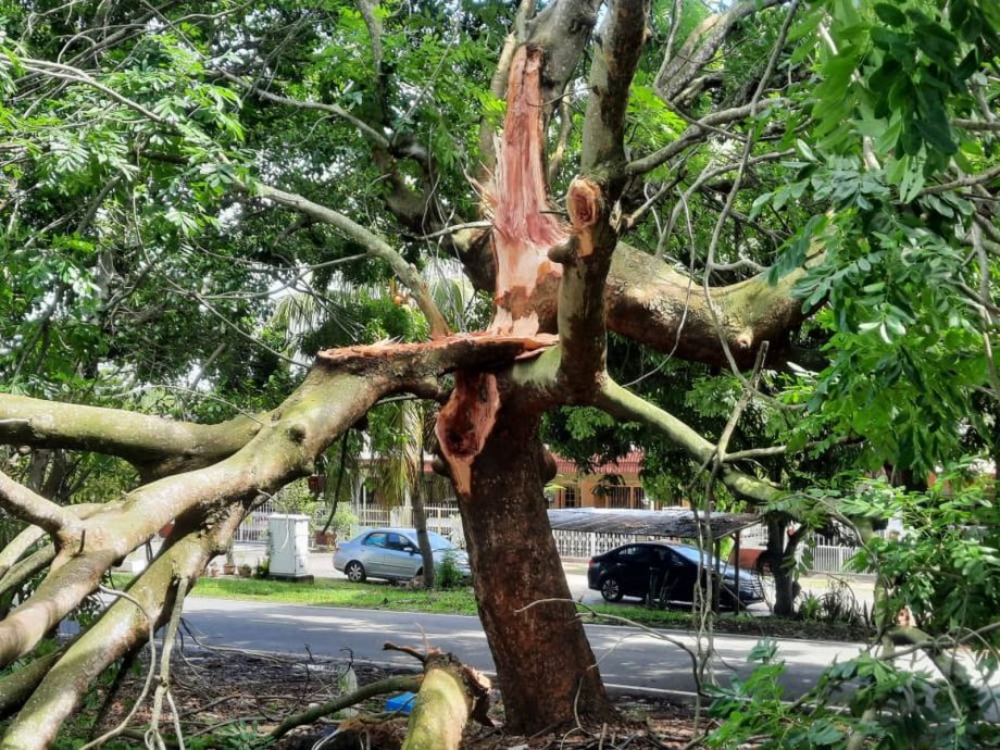 (古城第三版主文)武吉波浪大树倒下,压4车