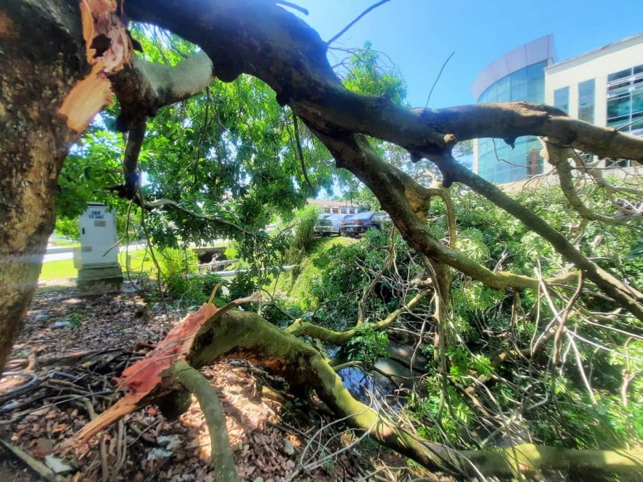 (古城第三版主文)武吉波浪大树倒下,压4车