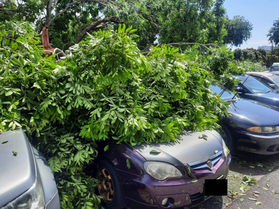 (古城第三版主文)武吉波浪大树倒下,压4车