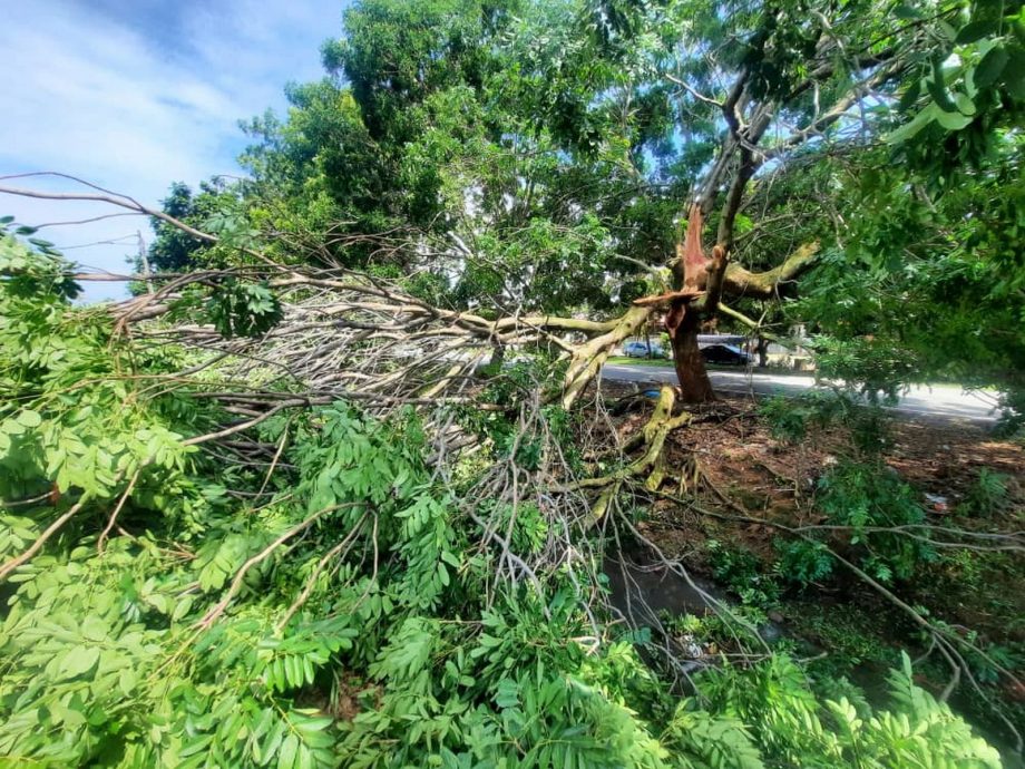 (古城第三版主文)武吉波浪大树倒下,压4车