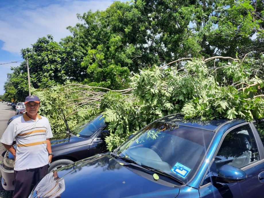 (古城第三版主文)武吉波浪大树倒下,压4车
