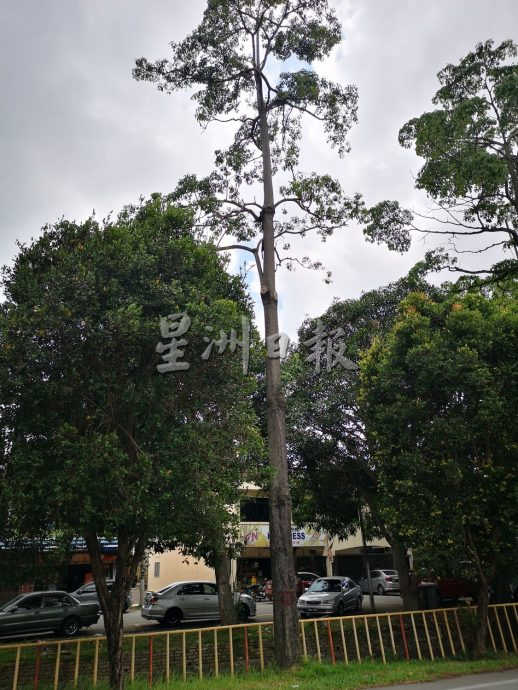 （古城第二版主文）枝桠往路中延伸、阻挡视线、保养费高且遮挡店铺招牌 默迪卡花园约百棵长红木将全面被砍