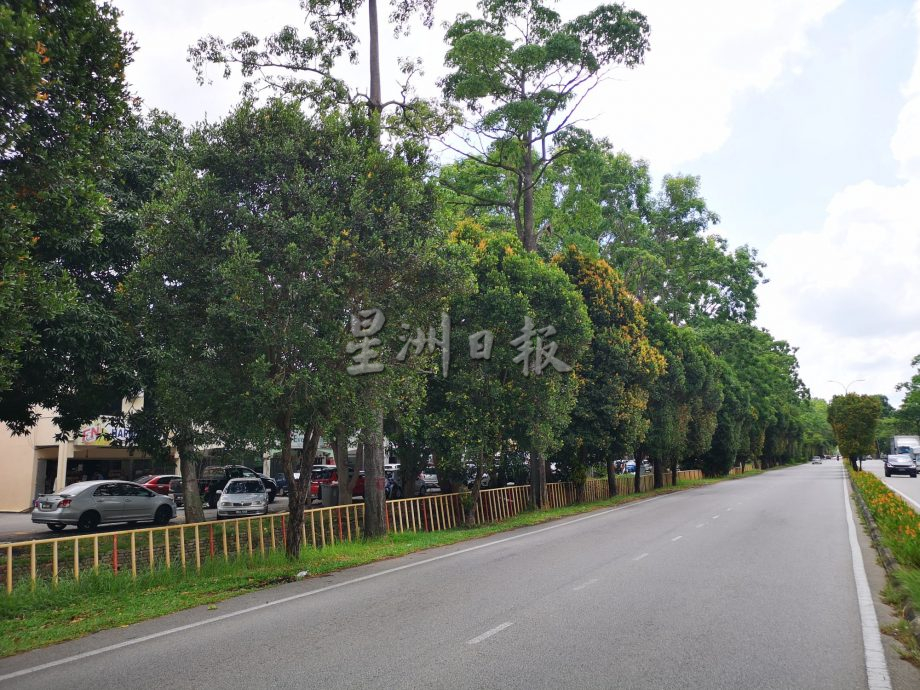(古城第二版主文)枝桠往路中延伸、阻挡视线、保养费高且遮挡店铺招牌 默迪卡花园约百棵长红木将全面被砍