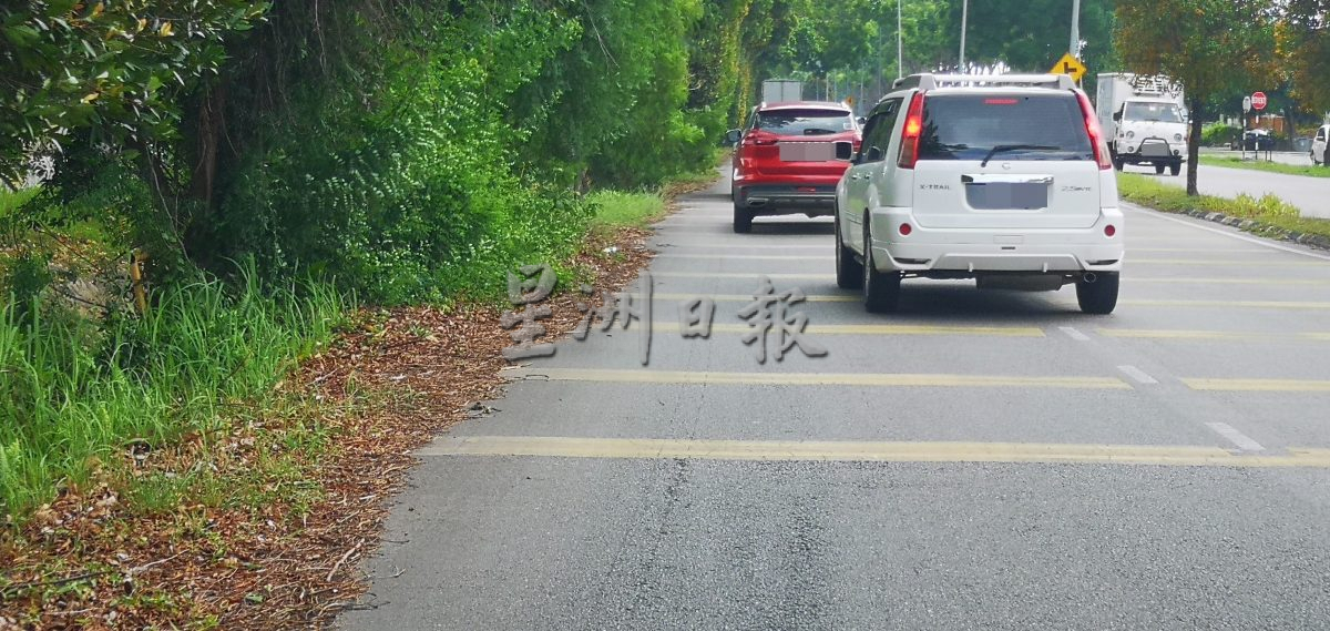 （古城第二版主文）枝桠往路中延伸、阻挡视线、保养费高且遮挡店铺招牌 默迪卡花园约百棵长红木将全面被砍