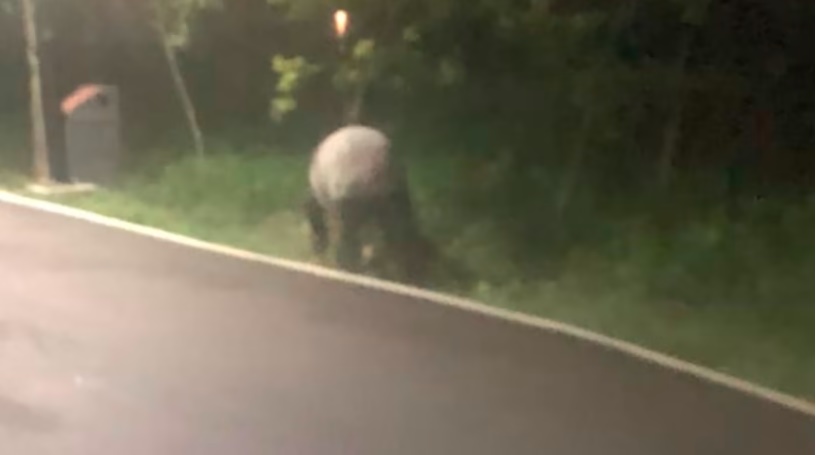 （已签发）柔：狮城二三事：狮城时隔多年 再现野生马来貘踪迹