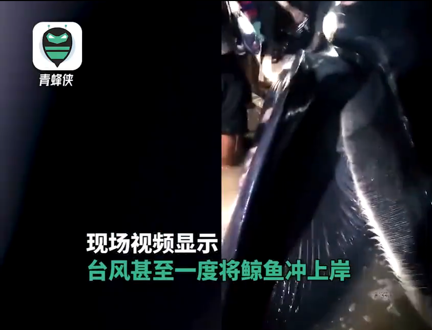 (有视频)泰利先后于广东湛江及广西北海登陆 鲸鱼被卷上岸引围观