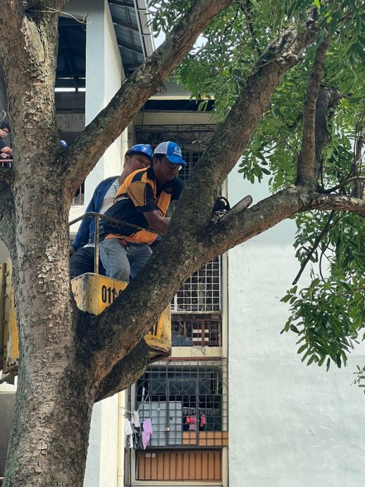 ns汝来：汝来PANTAS团队成立 协助处理灾后清理工作