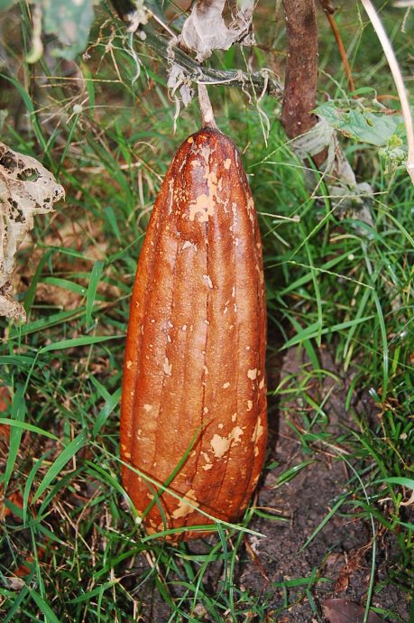 ns马口:菜瓜布受欢迎,许多家庭都用它