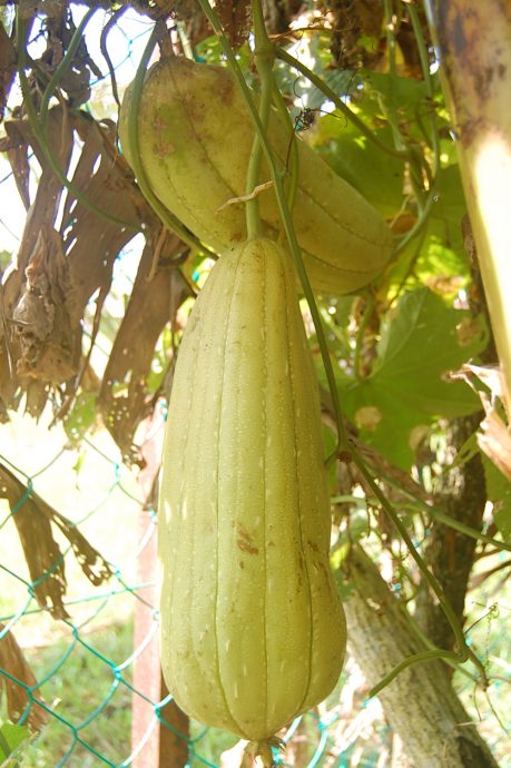 ns马口:菜瓜布受欢迎,许多家庭都用它