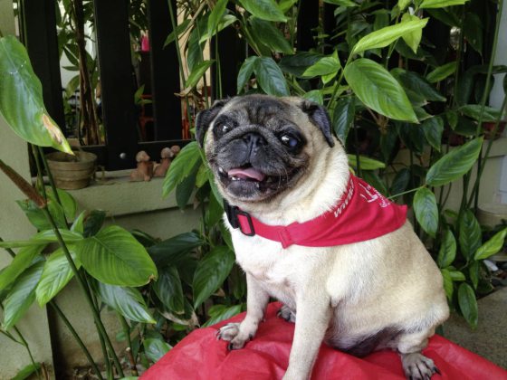 Ark，一生行医，为病人带来欢乐