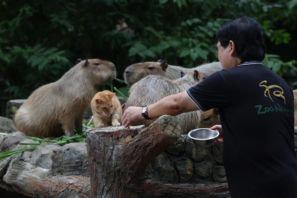  ​“Oyen”是国家动物园明星  95%访客是来看它！