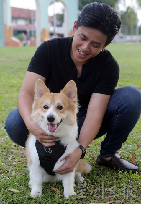 ★8月19日刊登/大霹雳封底主文/【我家萌宠】/小短腿柯基 人见人爱萌宠