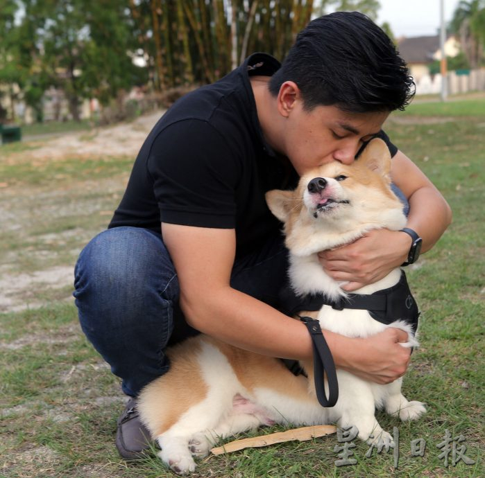 ★8月19日刊登/大霹雳封底主文/【我家萌宠】/小短腿柯基 人见人爱萌宠