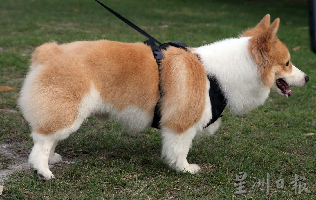 ★8月19日刊登/大霹雳封底主文/【我家萌宠】/小短腿柯基 人见人爱萌宠