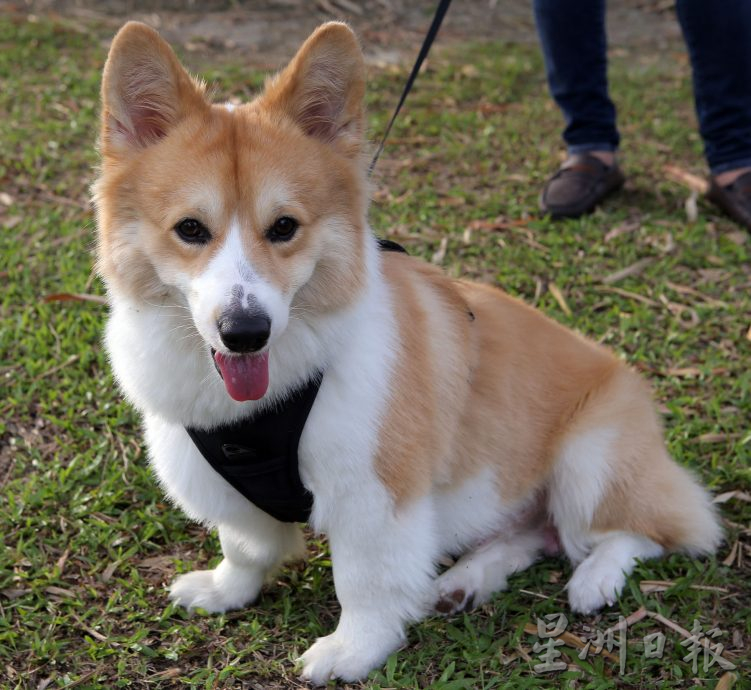 ★8月19日刊登/大霹雳封底主文/【我家萌宠】/小短腿柯基 人见人爱萌宠